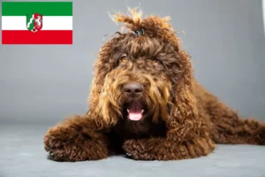 Read more about the article Criadores de Barbetes e cachorros na Renânia do Norte-Vestefália