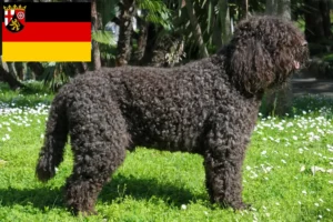 Read more about the article Criadores de barbos e cachorros na Renânia-Palatinado