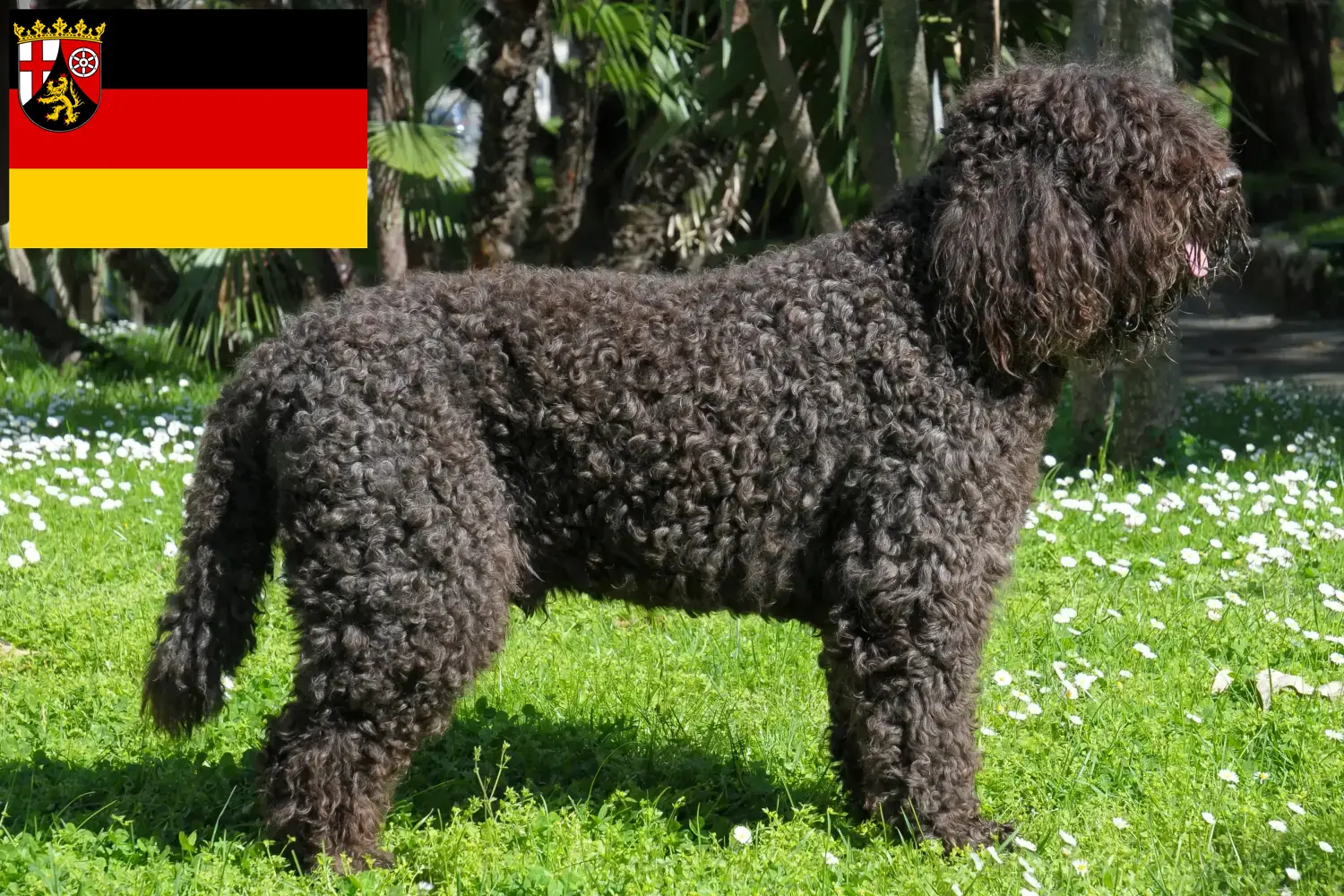 Barbetes cachorros e criadores Renânia-Palatinado Aqui pode encontrar criadores de Barbets na Renânia-Palatinado.