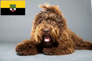 Read more about the article Criadores de barbos e cachorros em Saxónia-Anhalt