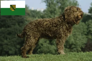Read more about the article Criadores de barbos e cachorros na Saxónia