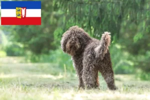 Read more about the article Criadores de barbos e cachorros em Schleswig-Holstein