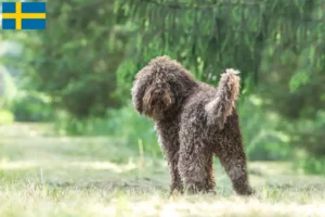 Read more about the article Criadores de barbos e cachorros na Suécia