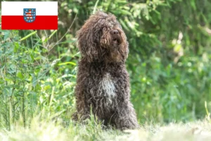 Read more about the article Criadores de Barbetes e cachorros na Turíngia