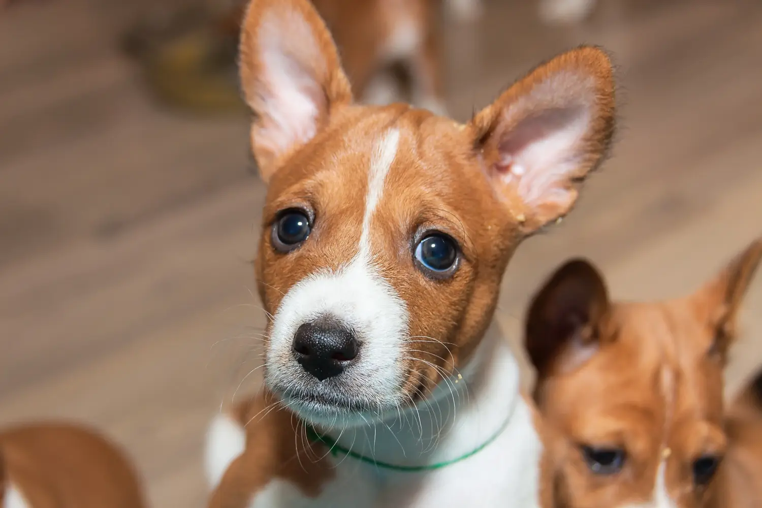 Comprar um cachorro Basenji significa assumir responsabilidades! Comprar cachorros Basenji.