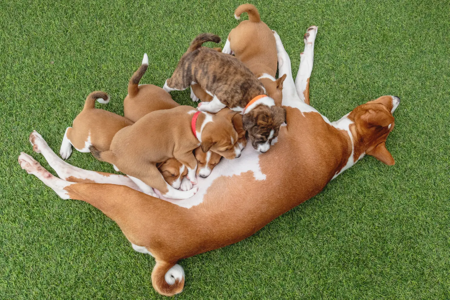 Comprar um cachorro Basenji significa assumir responsabilidades! Comprar cachorros Basenji.