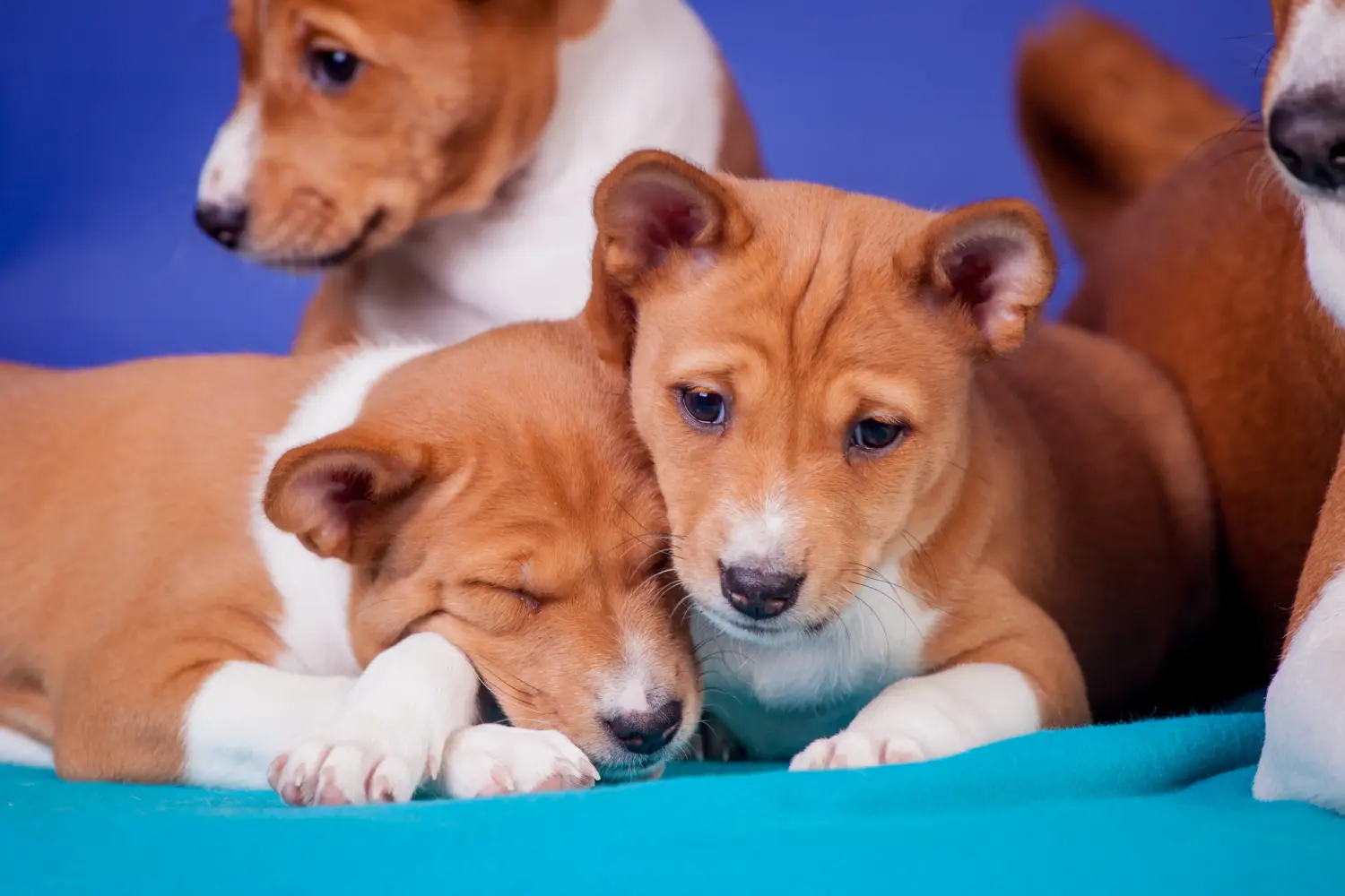 Comprar um cachorro Basenji significa assumir responsabilidades! Comprar cachorros Basenji.