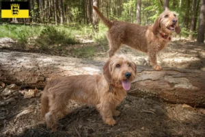 Read more about the article Basset fauve de Bretagne criadores e cachorros em Baden-Württemberg