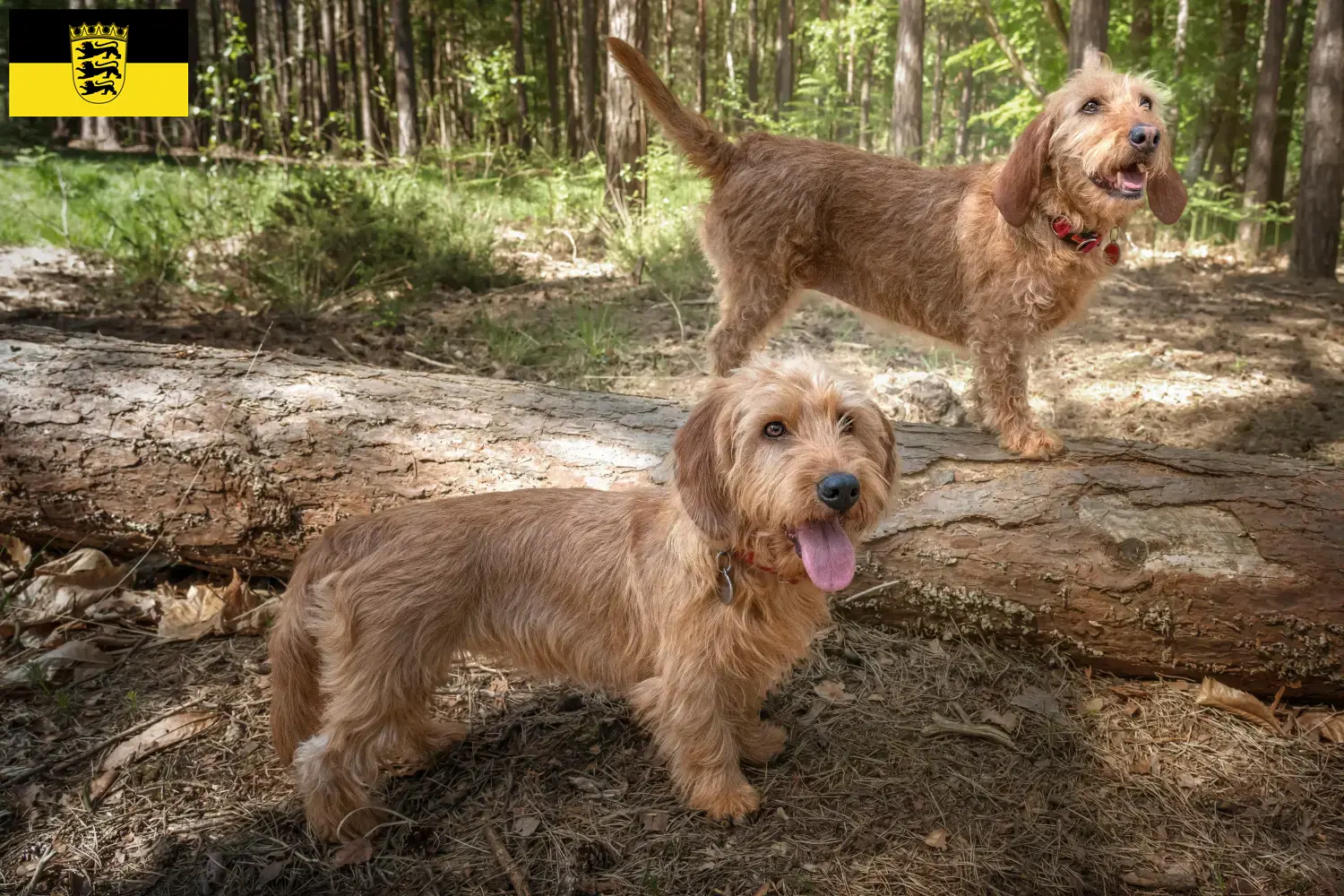 Basset fauve de Bretagne cachorros e criadores Baden-Württemberg Aqui pode encontrar criadores de Basset fauve de Bretagne em Baden-Württemberg.