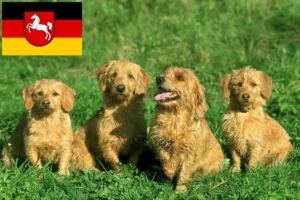 Read more about the article Criadores de Basset fauve de Bretagne e cachorros na Baixa Saxónia