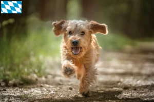 Read more about the article Basset fauve de Bretagne criadores e cachorros na Baviera