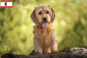 Read more about the article Basset fauve de Bretagne criadores e cachorros em Berlim
