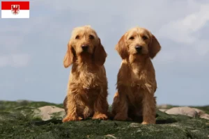 Read more about the article Basset fauve de Bretagne criadores e cachorros em Brandenburg