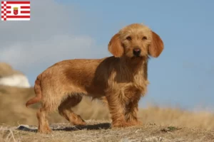 Read more about the article Basset fauve de Bretagne criadores e cachorros em Bremen