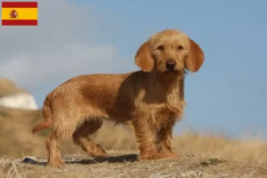 Read more about the article Basset fauve de Bretagne criadores e cachorros em Espanha