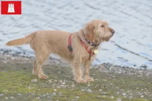 Read more about the article Criadores de Basset fauve de Bretagne e cachorros em Hamburgo