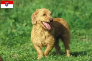 Read more about the article Basset fauve de Bretagne criadores e cachorros em Hessen