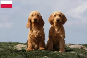 Read more about the article Criadores de Basset fauve de Bretagne e cachorros na Polónia