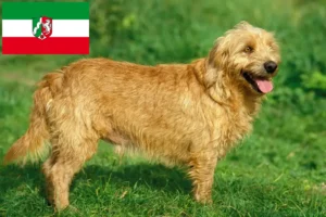 Read more about the article Criadores de Basset fauve de Bretagne e cachorros na Renânia do Norte-Vestefália