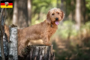 Read more about the article Basset fauve de Bretagne criadores e cachorros em Sarre