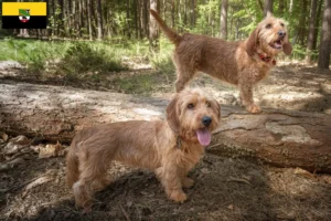 Read more about the article Criadores de Basset fauve de Bretagne e cachorros em Saxónia-Anhalt