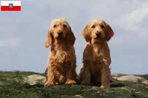 Read more about the article Criadores de Basset fauve de Bretagne e cachorros na Turíngia