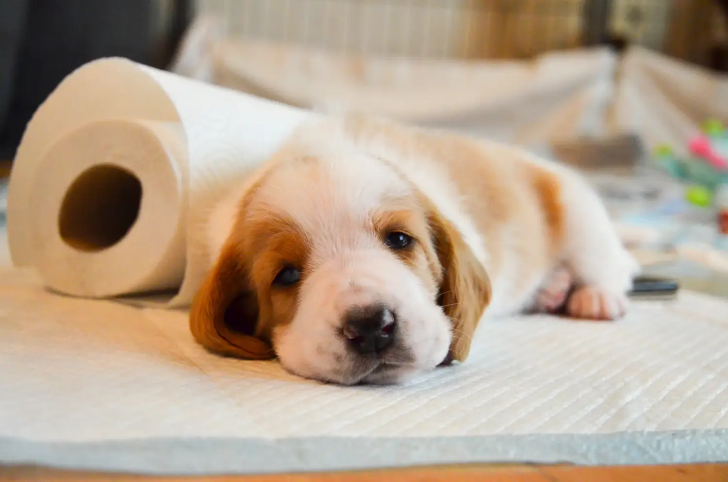 Comprar um cachorro Basset Hound significa assumir responsabilidades! Comprar cachorros Basset Hound.
