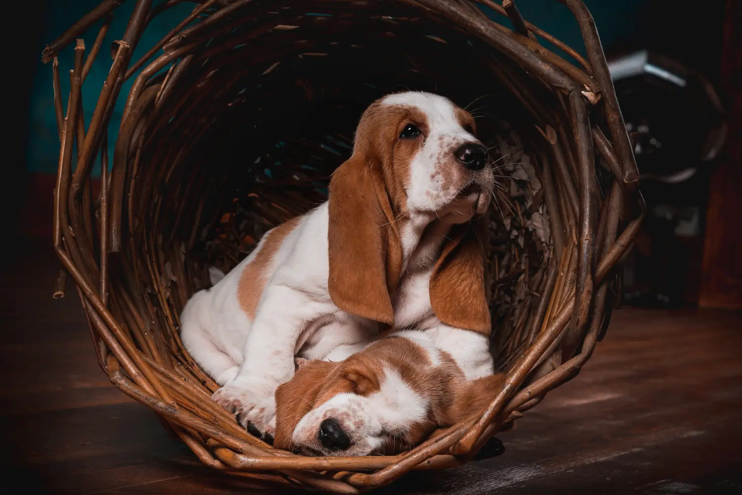 Comprar um cachorro Basset Hound significa assumir responsabilidades! Comprar cachorros Basset Hound.