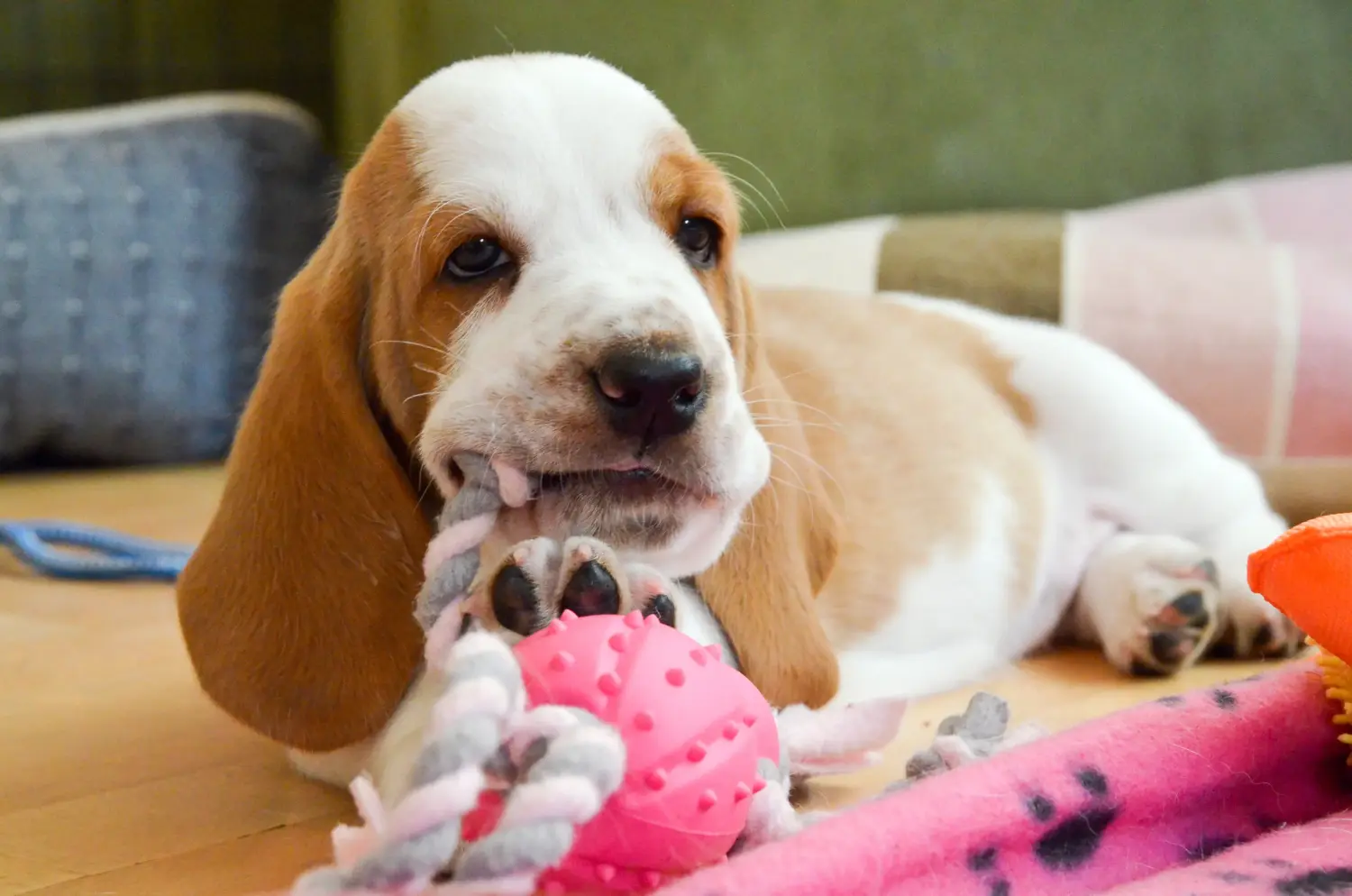 Comprar um cachorro Basset Hound significa assumir responsabilidades! Comprar cachorros Basset Hound.