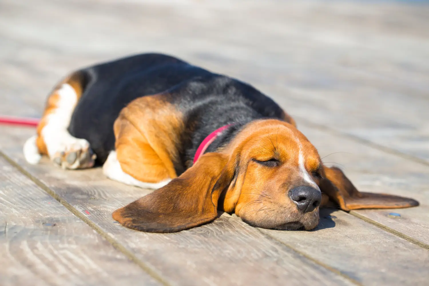 Comprar um cachorro Basset Hound significa assumir responsabilidades! Comprar cachorros Basset Hound.
