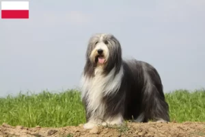Read more about the article Criadores de Bearded Collie e cachorros na Polónia