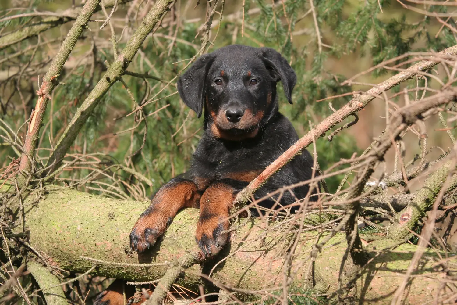 Comprar um cachorro Beauceron significa assumir responsabilidades! Comprar cachorros Beauceron.