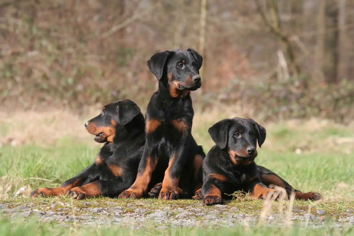Comprar um cachorro Beauceron significa assumir responsabilidades! Comprar cachorros Beauceron.