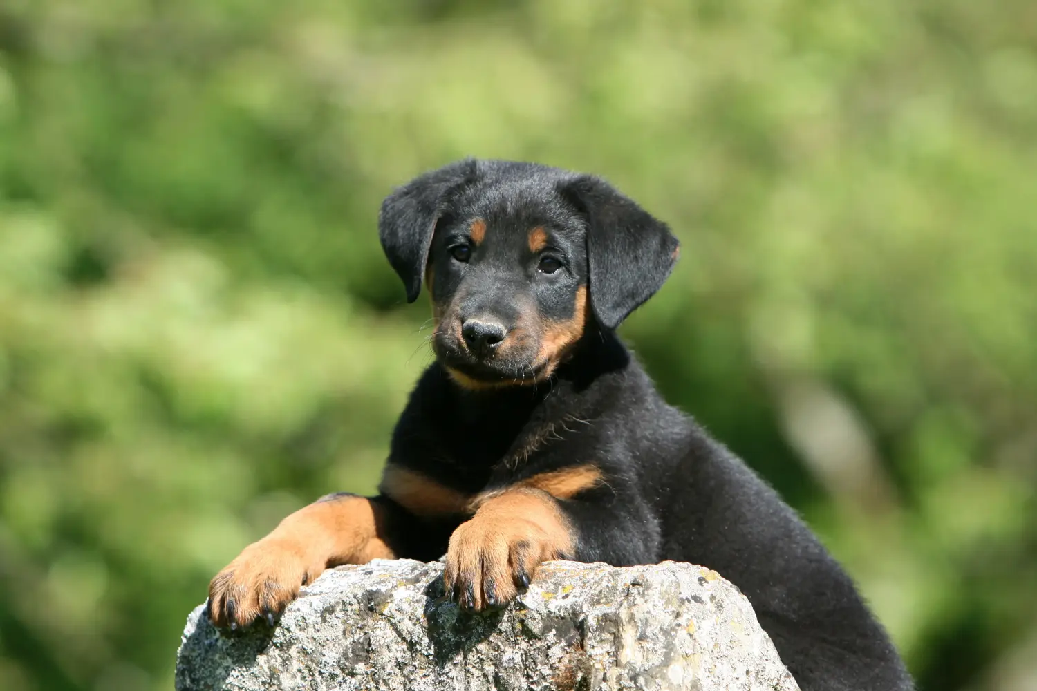 Comprar um cachorro Beauceron significa assumir responsabilidades! Comprar cachorros Beauceron.