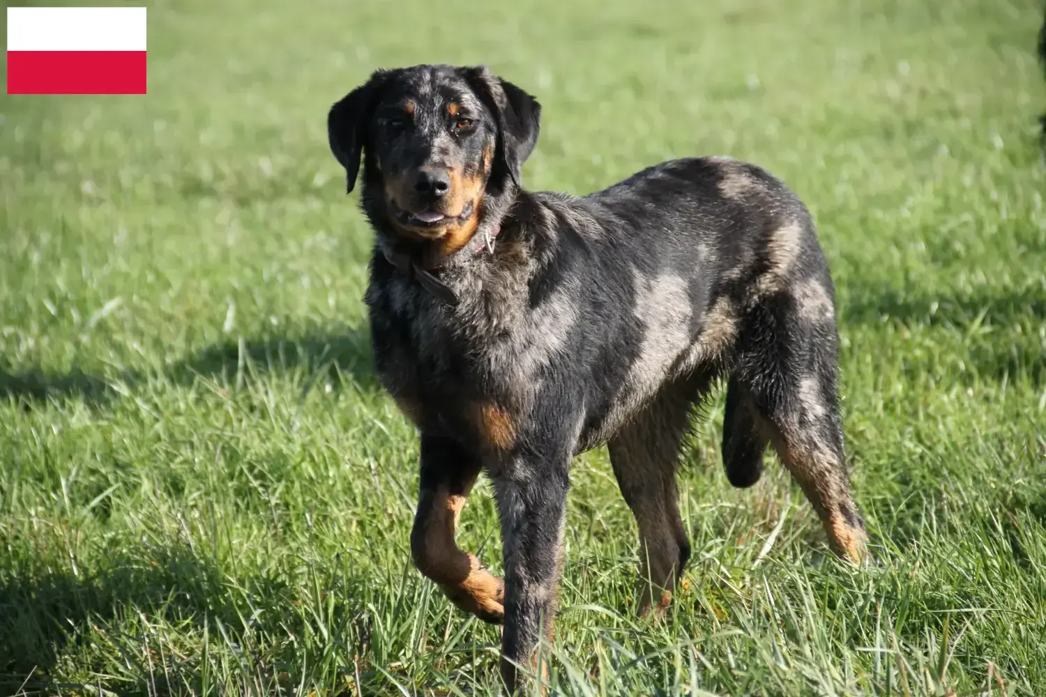 Beauceron cachorros e criador Polónia Aqui pode encontrar criadores de Beauceron na Polónia.