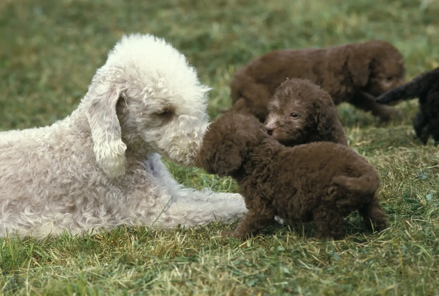 Comprar um cachorro Bedlington Terrier significa assumir responsabilidades! Comprar cachorros Bedlington Terrier.