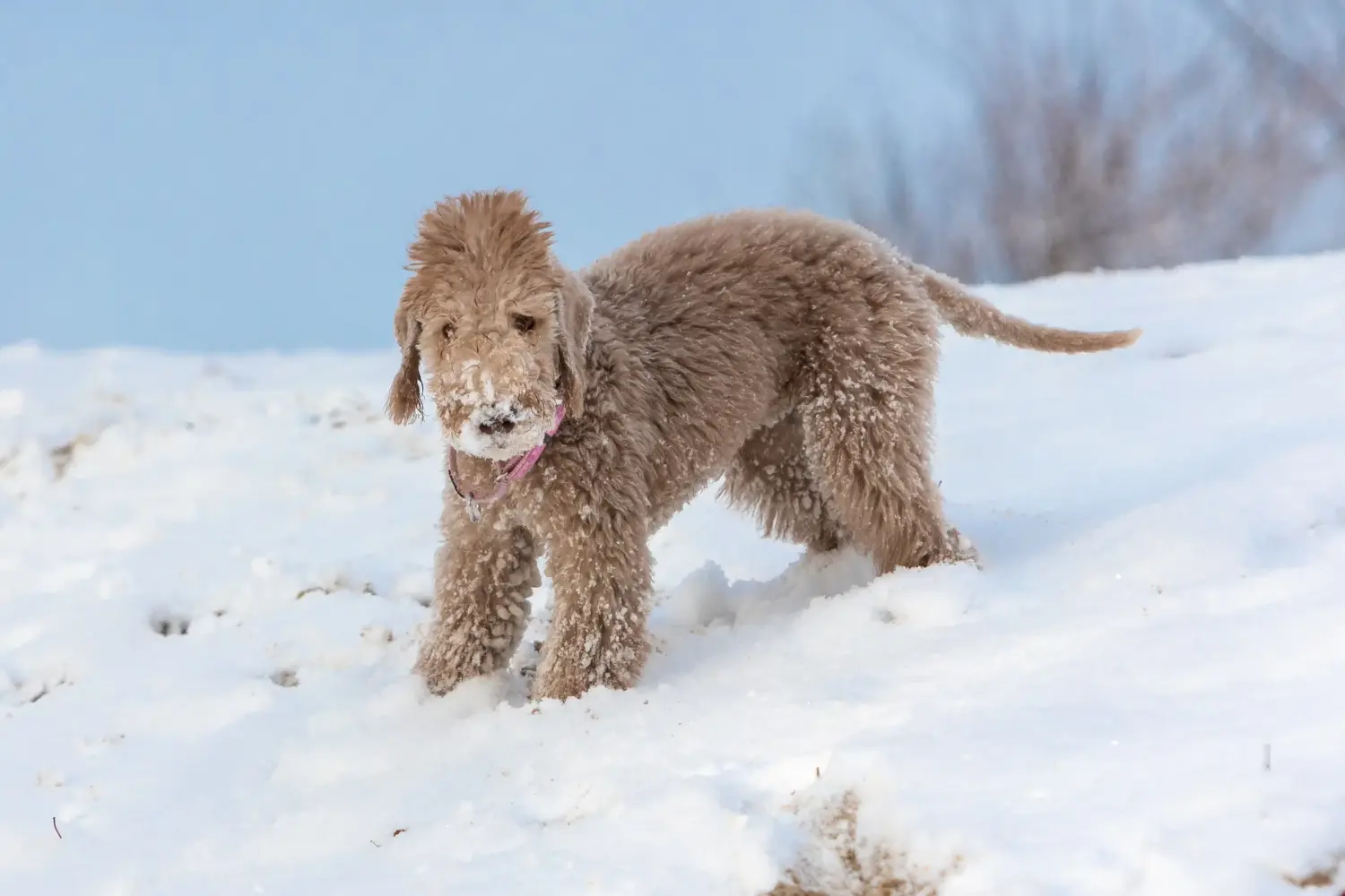 Comprar um cachorro Bedlington Terrier significa assumir responsabilidades! Comprar cachorros Bedlington Terrier.