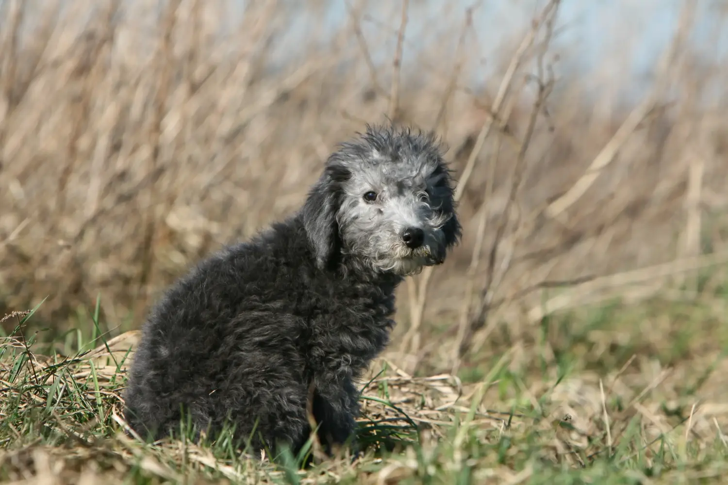 Comprar um cachorro Bedlington Terrier significa assumir responsabilidades! Comprar cachorros Bedlington Terrier.