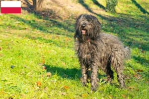 Read more about the article Cão de pastor Bergamasco Criador e cachorros na Polónia