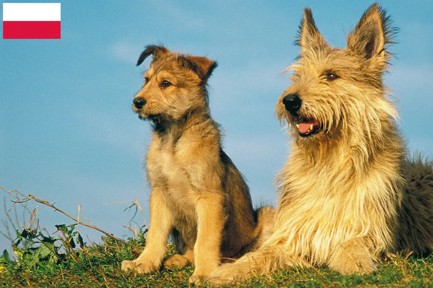 Read more about the article Berger de Picardie criadores e cachorros na Polónia