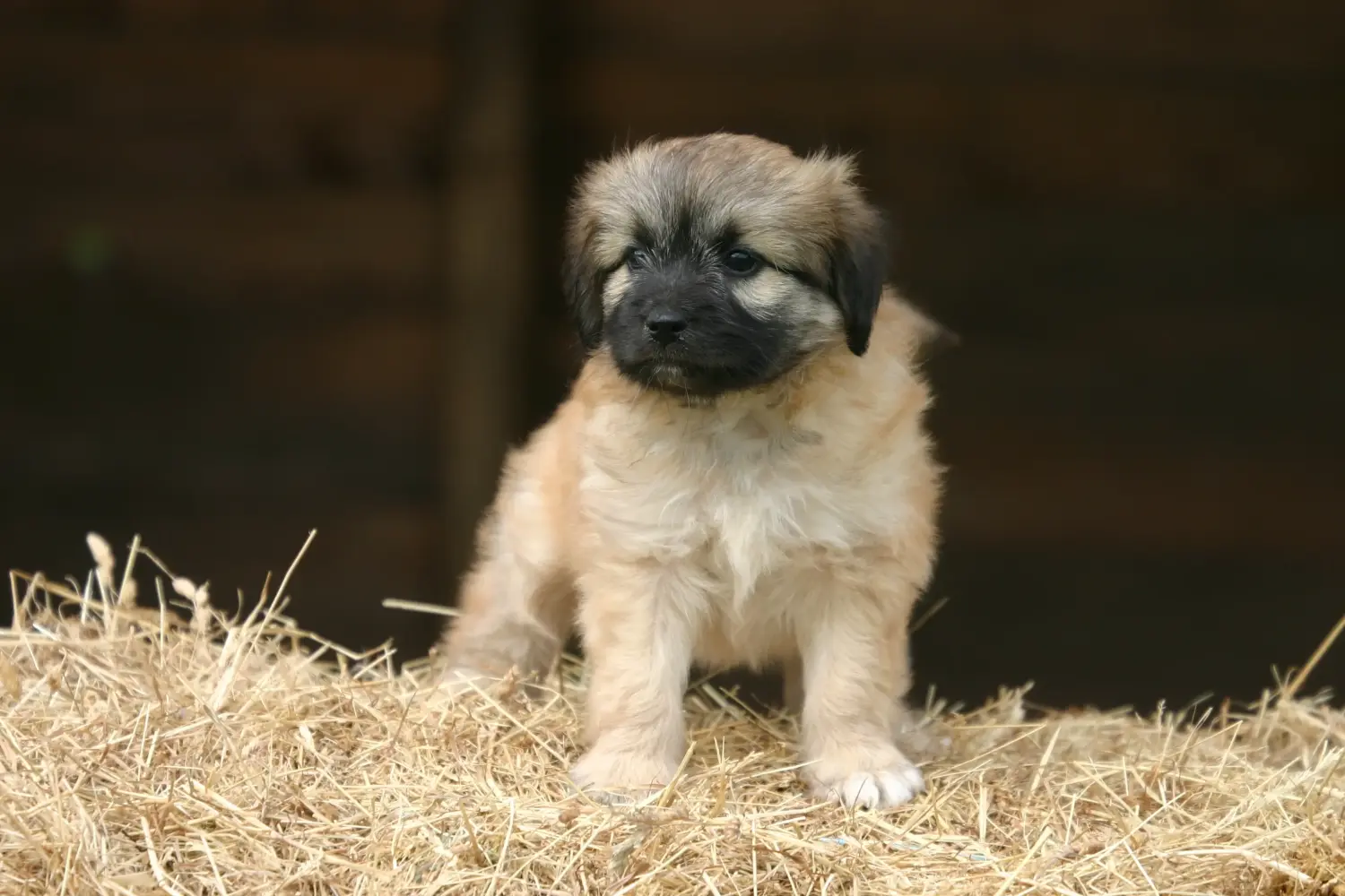 Comprar um cachorro Berger des Pyrenees significa assumir a responsabilidade! Comprar cachorros Berger des Pyrenees.