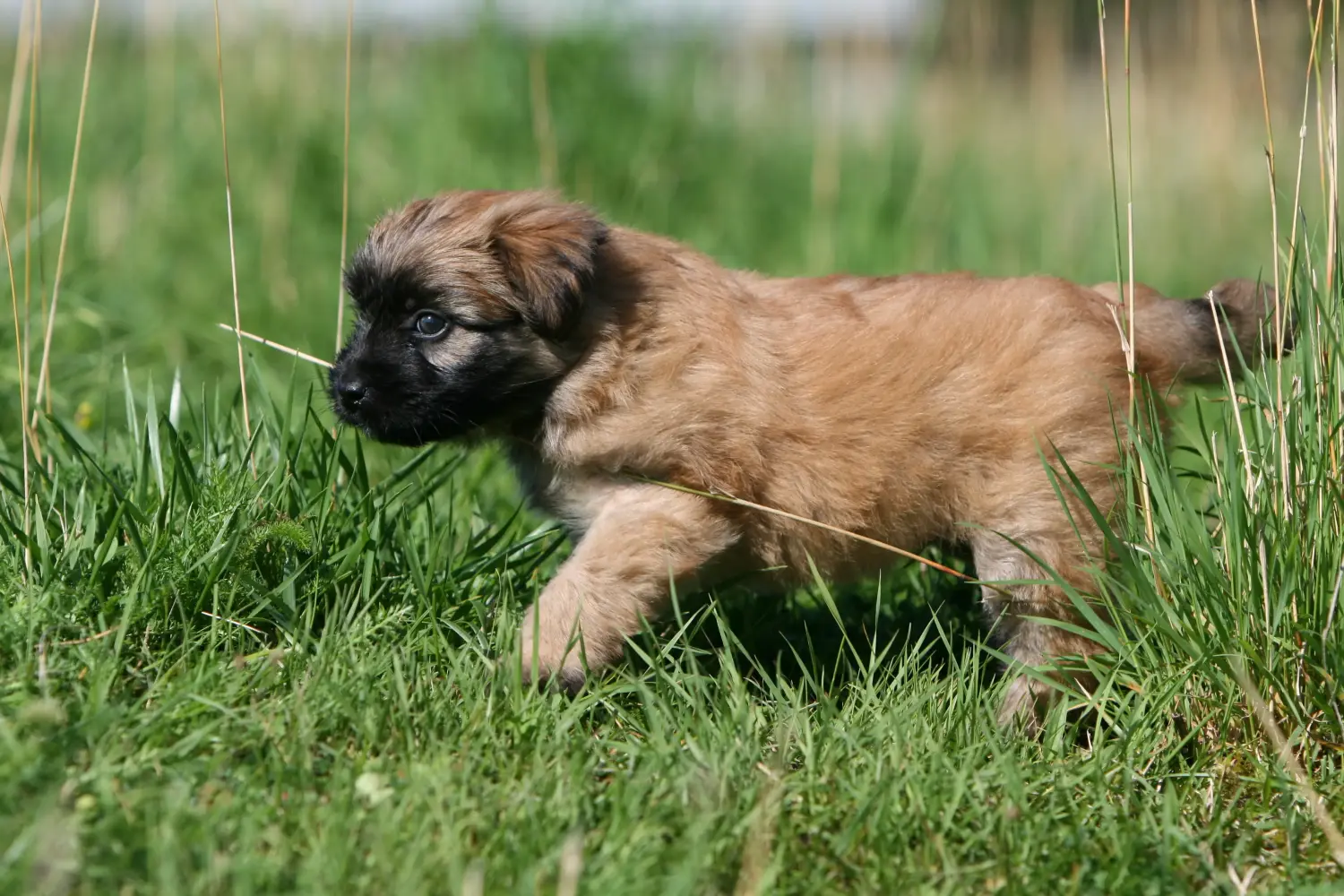 Comprar um cachorro Berger des Pyrenees significa assumir a responsabilidade! Comprar cachorros Berger des Pyrenees.
