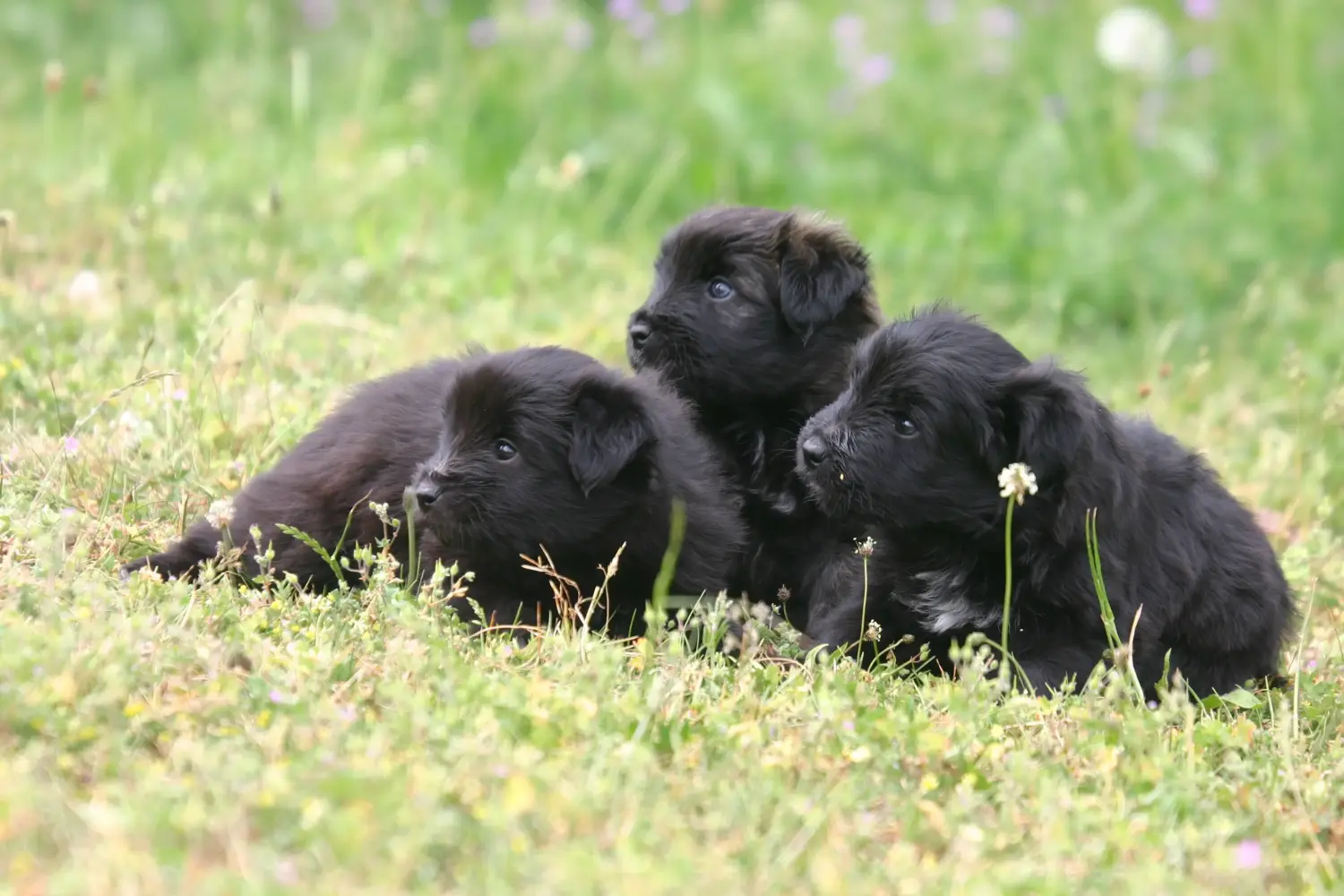Comprar um cachorro Berger des Pyrenees significa assumir a responsabilidade! Comprar cachorros Berger des Pyrenees.