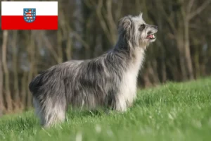Read more about the article Berger des Pyrenees criadores e cachorros em Thuringia
