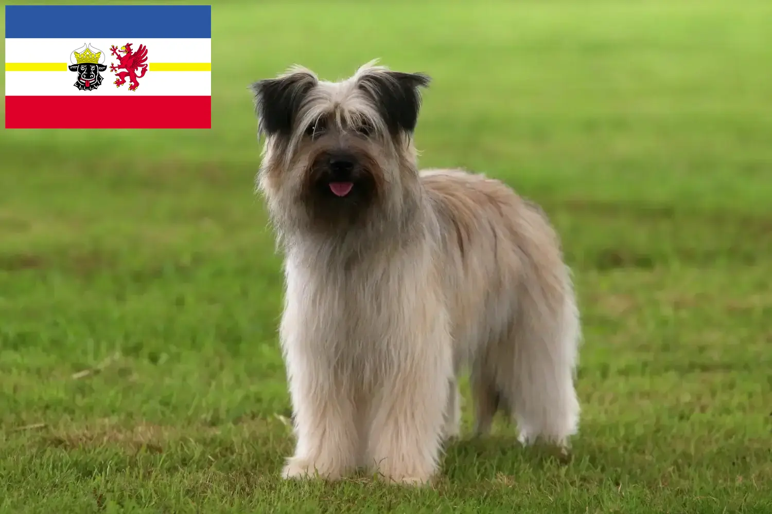 Berger des Pyrenees cachorros e criadores Mecklenburg-Vorpommern Aqui pode encontrar criadores de Berger des Pyrenees em Mecklenburg-Vorpommern.