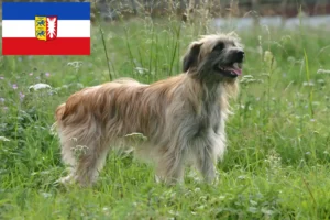 Read more about the article Berger des Pyrenees criadores e cachorros em Schleswig-Holstein