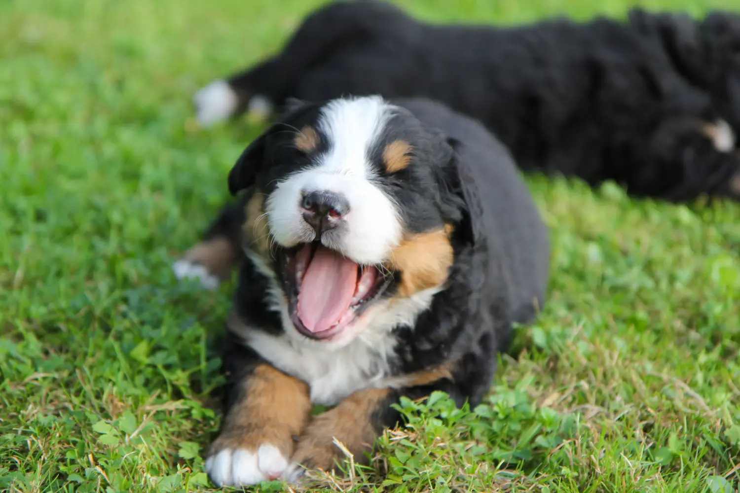 Comprar um cachorro Bernese Mountain Dog significa assumir responsabilidades! Comprar cachorros do Bernese Mountain Dog.