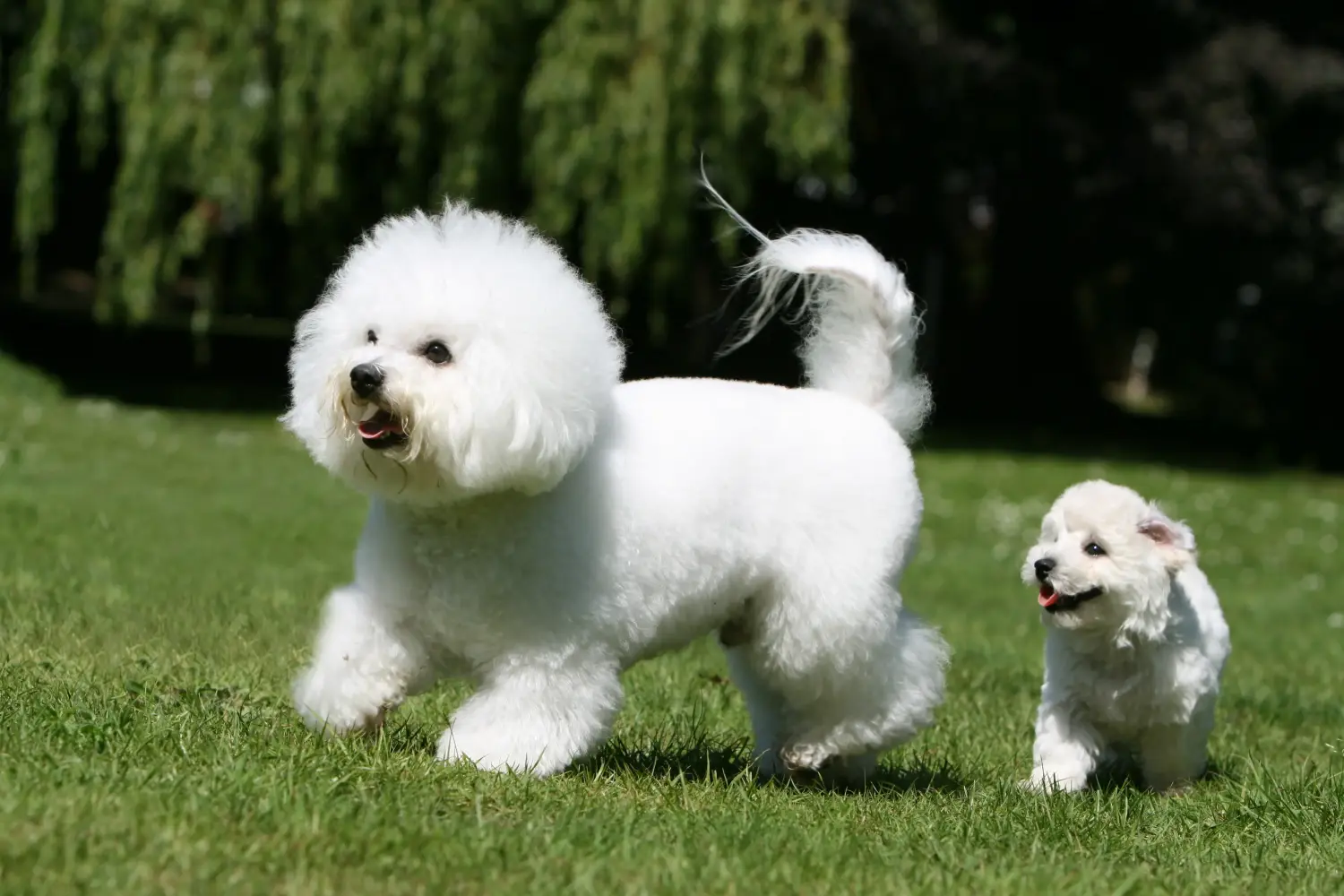 Comprar um cachorro Bichon Frisé significa assumir a responsabilidade! Comprar cachorros Bichon Frisé.