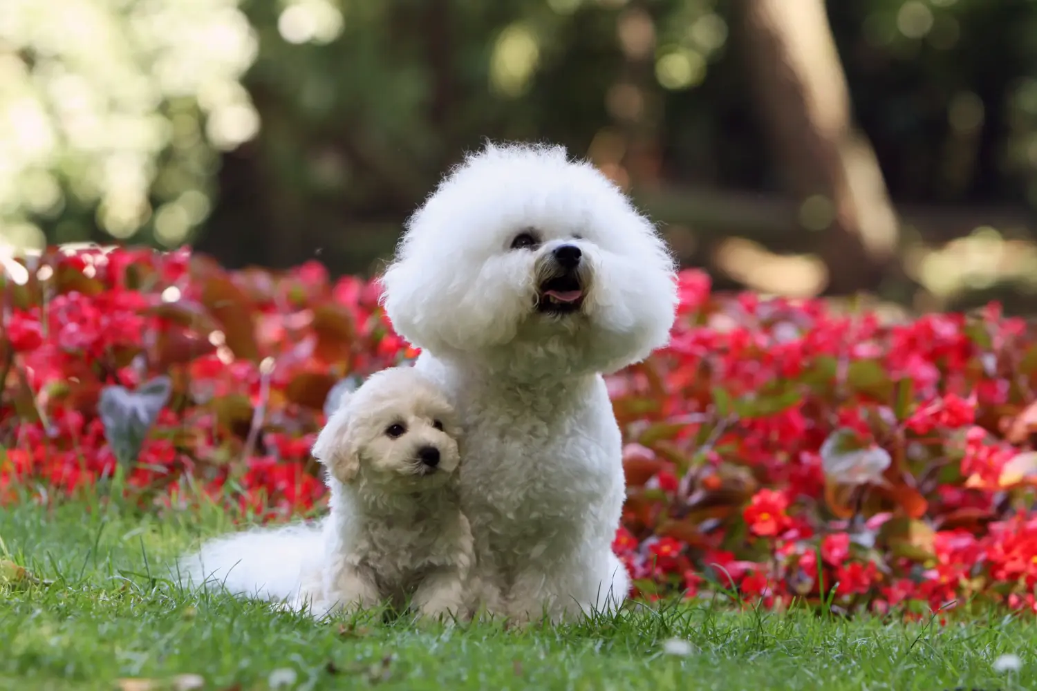 Comprar um cachorro Bichon Frisé significa assumir a responsabilidade! Comprar cachorros Bichon Frisé.