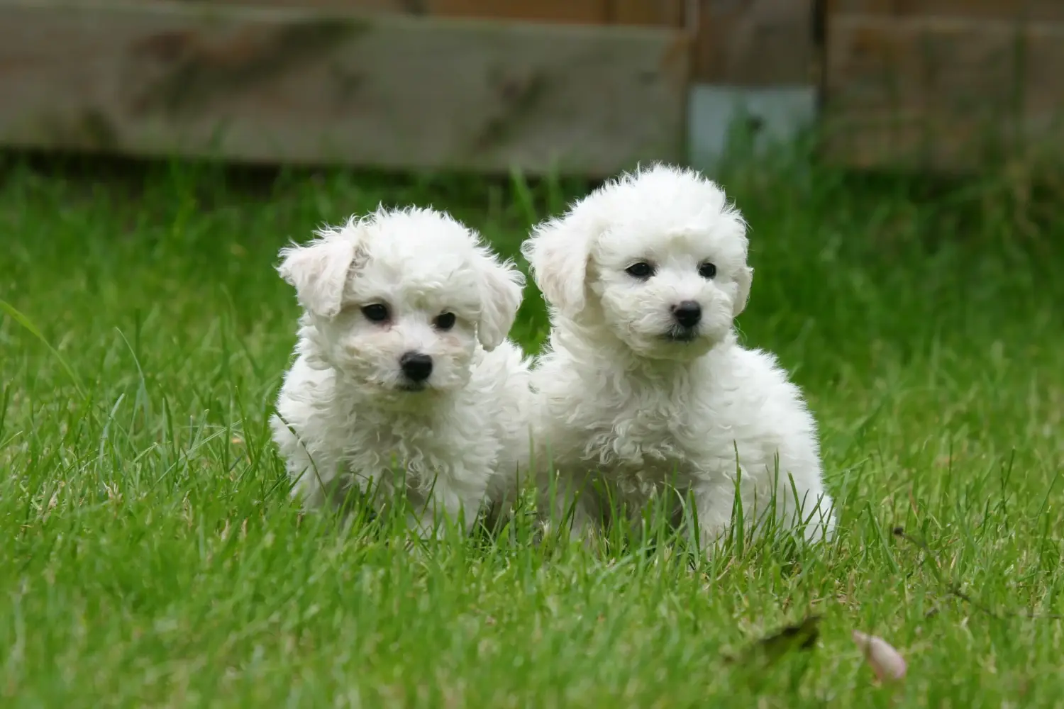 Comprar um cachorro Bichon Frisé significa assumir a responsabilidade! Comprar cachorros Bichon Frisé.